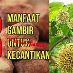 manfaat gambir untuk kesehatan