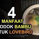 manfaat glodok bambu untuk lovebird