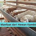 manfaat hewan kambing