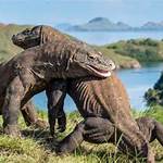 manfaat hewan komodo