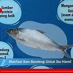 manfaat ikan bandeng untuk ibu hamil