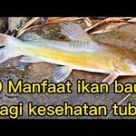 manfaat ikan baung