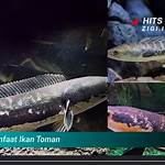 manfaat ikan toman
