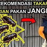 manfaat jangkrik untuk murai batu