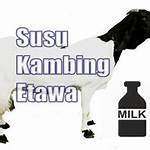 manfaat kecap untuk kambing