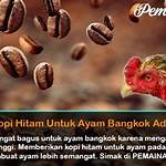 manfaat kopi bubuk untuk ayam aduan