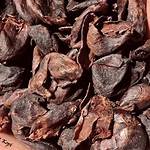 manfaat kulit kopi