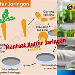 manfaat kultur jaringan