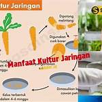 manfaat kultur jaringan