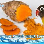 manfaat kunyit untuk lovebird