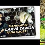 manfaat larva tawon