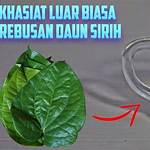 manfaat minum air sirih