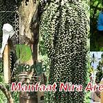 manfaat nira aren
