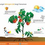 manfaat nitrogen untuk tanaman