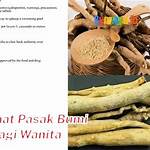 manfaat pasak bumi bagi wanita