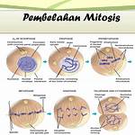 Temukan Manfaat Pembelahan Sel: Wawasan Jarang Diketahui yang Perlu Anda Tahu