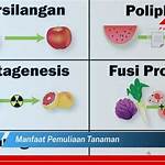 manfaat pemuliaan tanaman