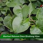 manfaat rebusan daun binahong hijau