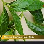 manfaat sambiloto untuk mata