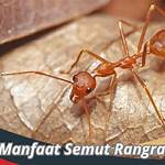 manfaat semut rangrang