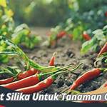 manfaat silika untuk tanaman cabe