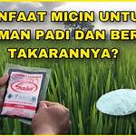 manfaat sunlight untuk tanaman padi