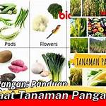 manfaat tanaman pangan