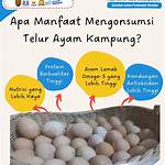 manfaat telur ayam