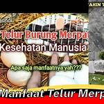 manfaat telur merpati