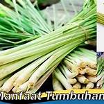 manfaat tumbuhan serai