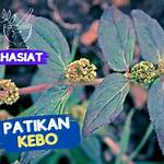 patikan kebo manfaatnya