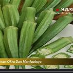 tanaman okra dan manfaatnya